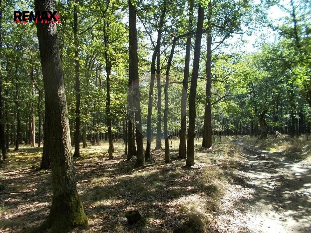 Prodej pozemku 38449 m² - foto 4