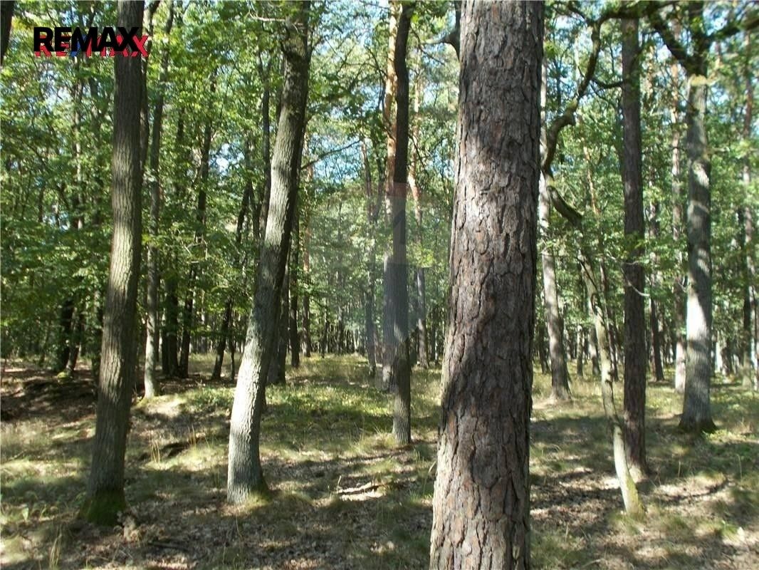 Prodej pozemku 38449 m² - foto 5