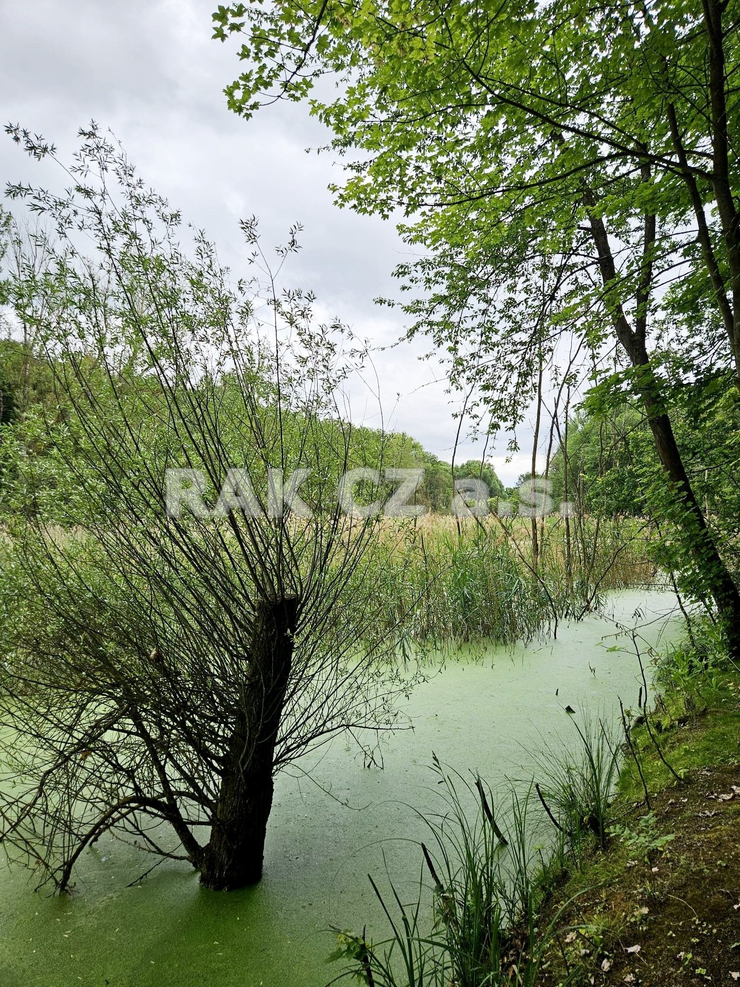 Prodej nemovitosti 47568 m² - foto 10