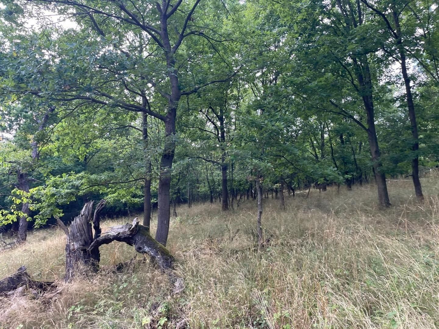 Prodej nemovitosti 26115 m² - foto 6