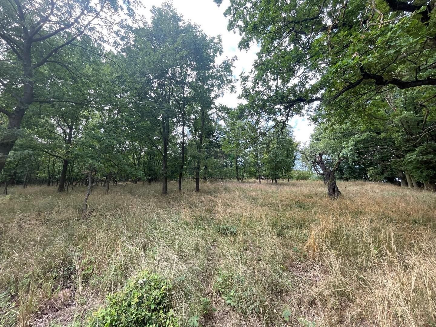 Prodej nemovitosti 26115 m² - foto 11