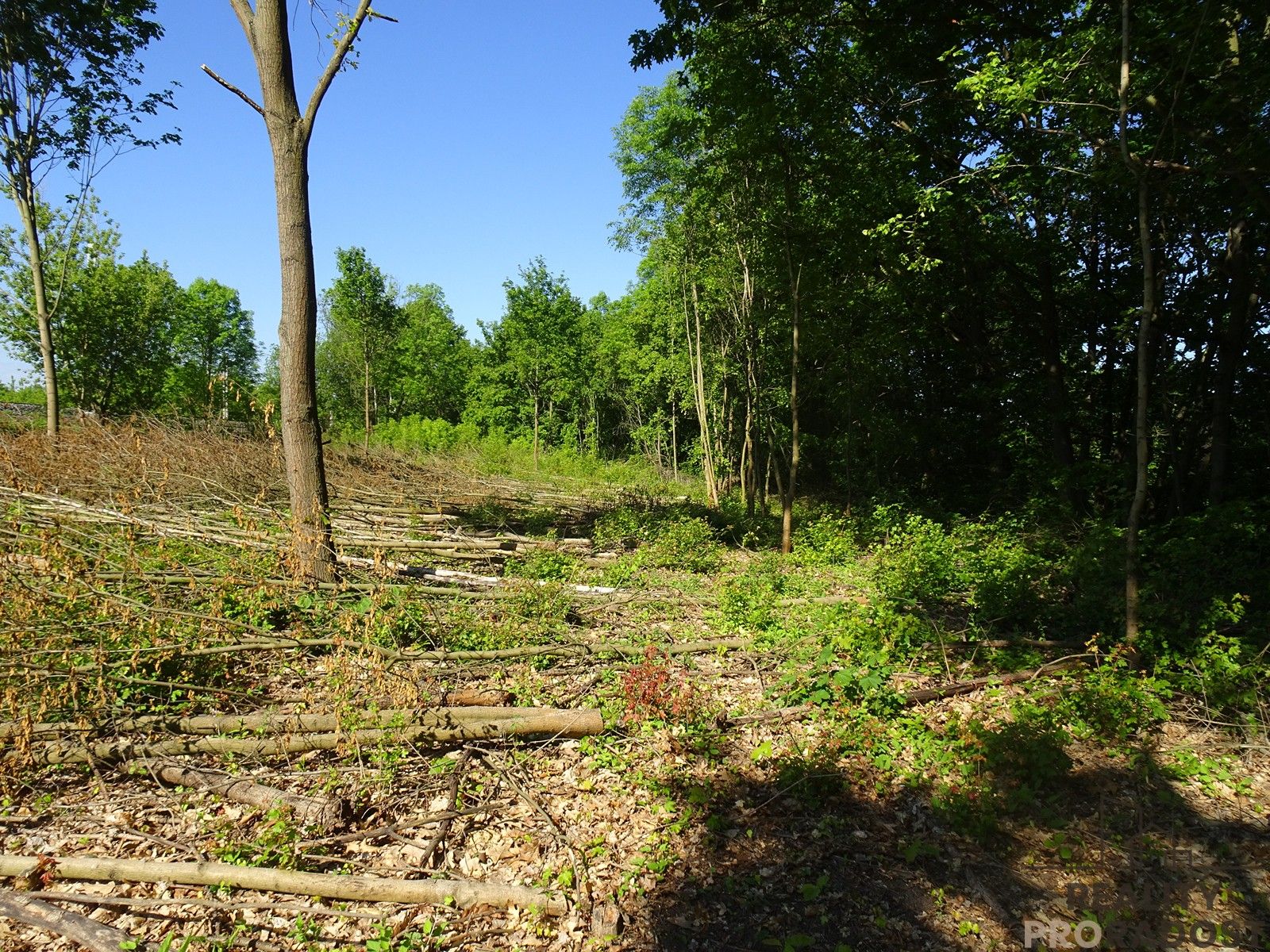 Pronájem nemovitosti 1000 m² - foto 4
