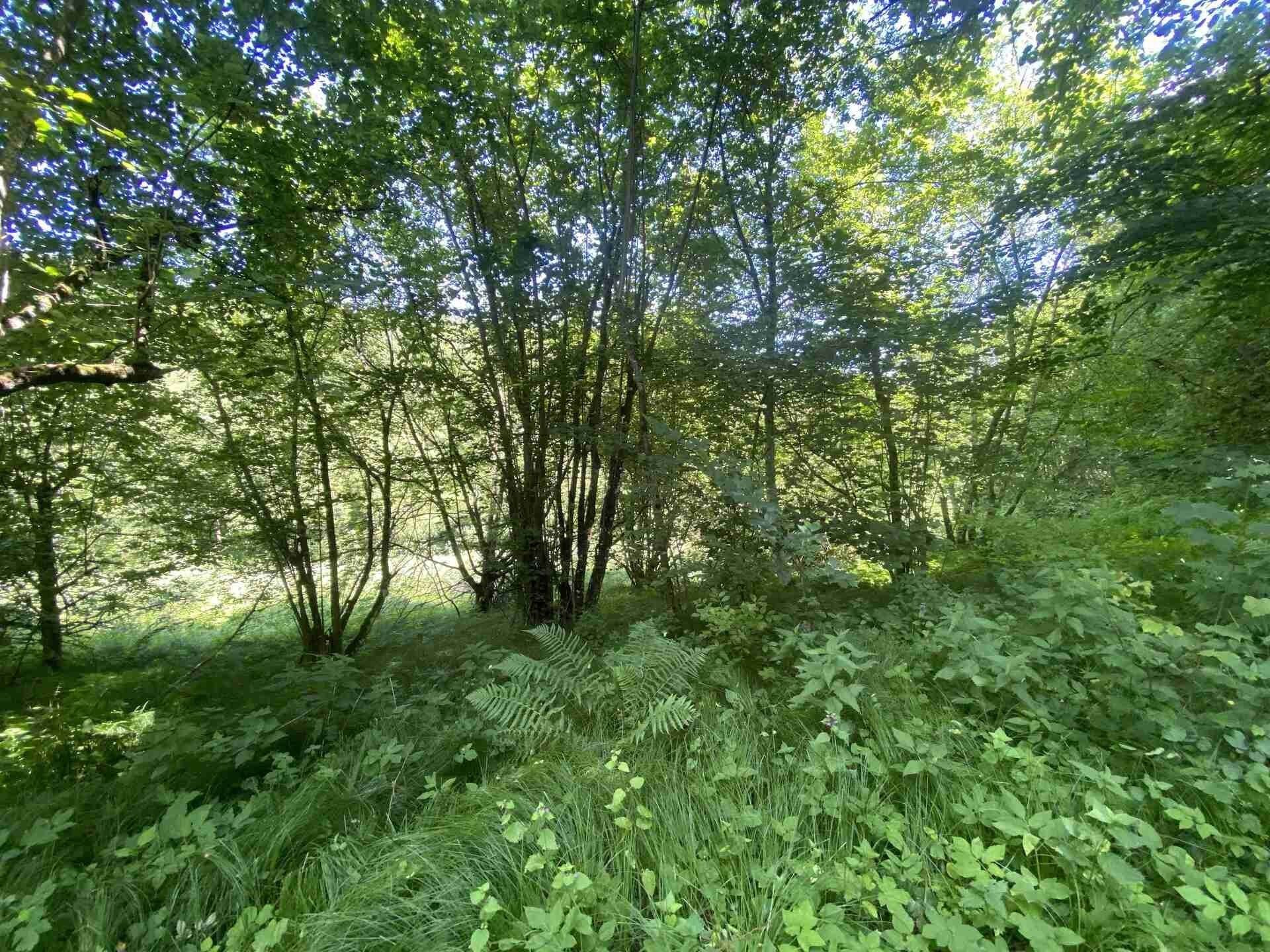 Prodej nemovitosti 3924 m² - foto 1