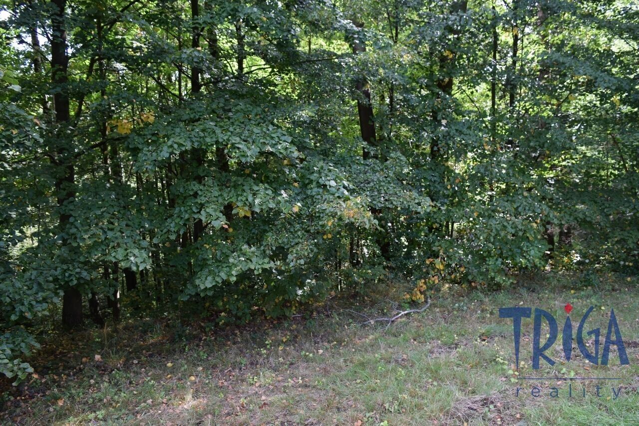 Prodej nemovitosti 13052 m² - foto 12