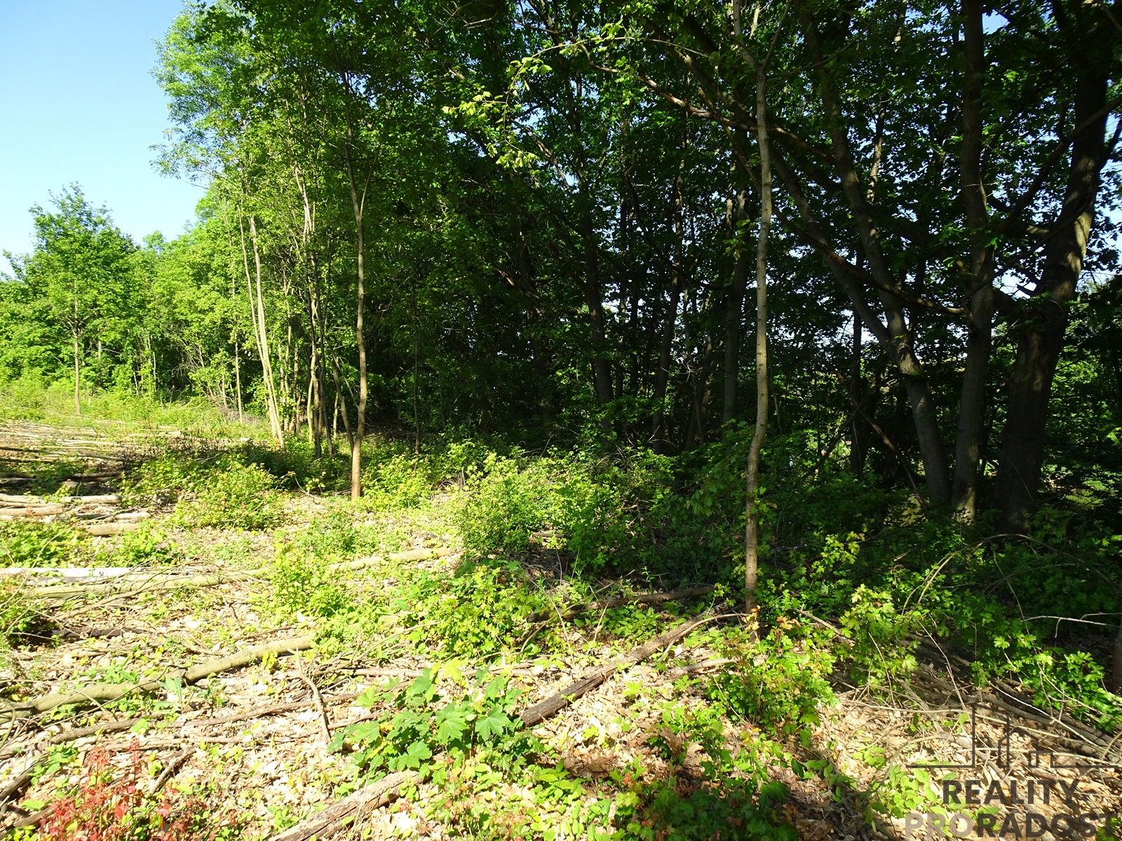 Prodej nemovitosti 3115 m² - foto 3