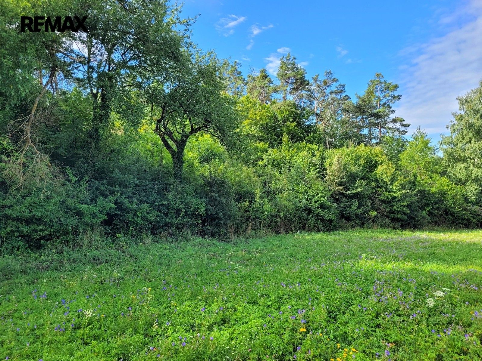 Prodej pozemku 3885 m² - foto 4