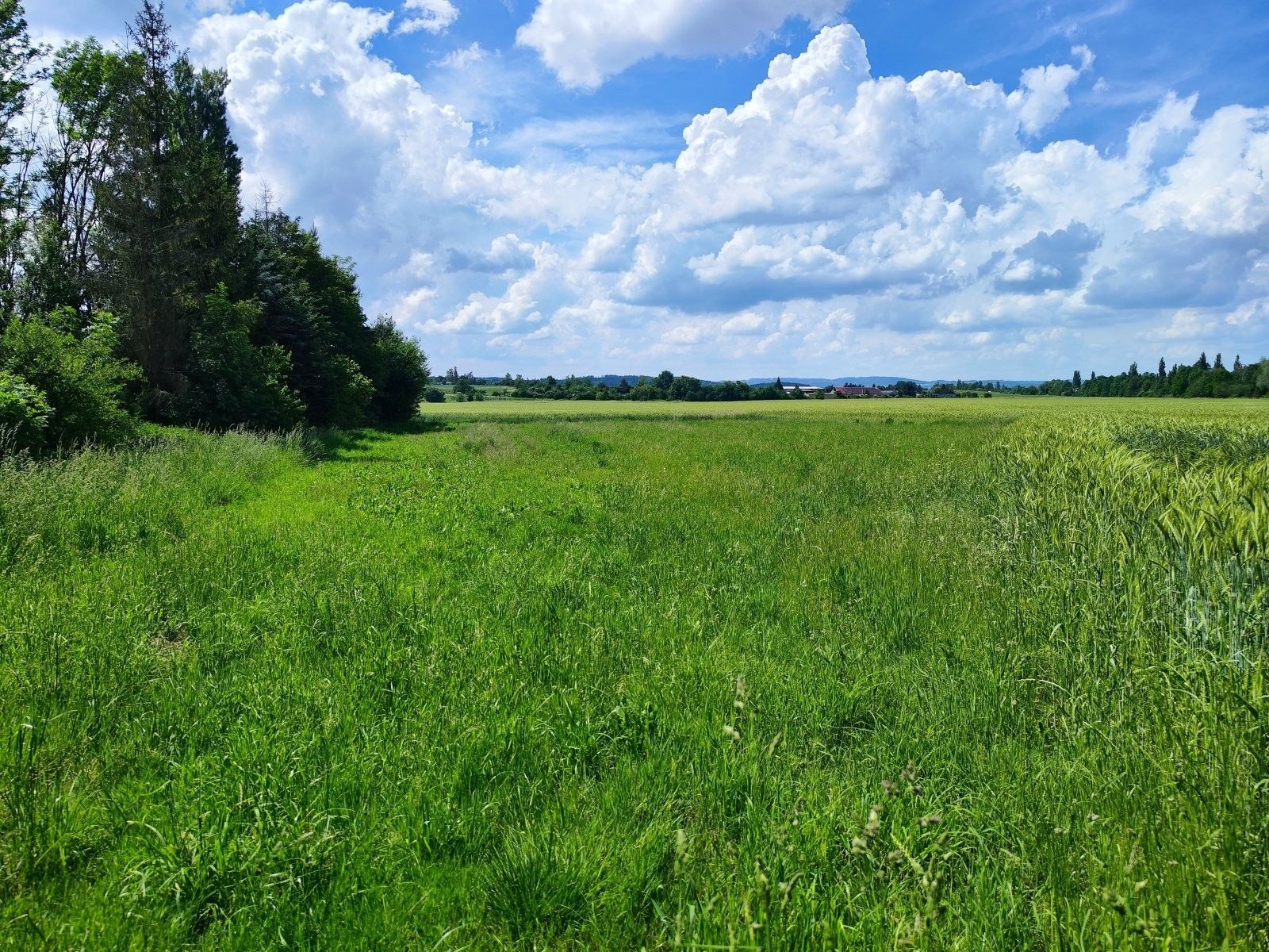 Prodej pozemku 1655 m² - foto 7