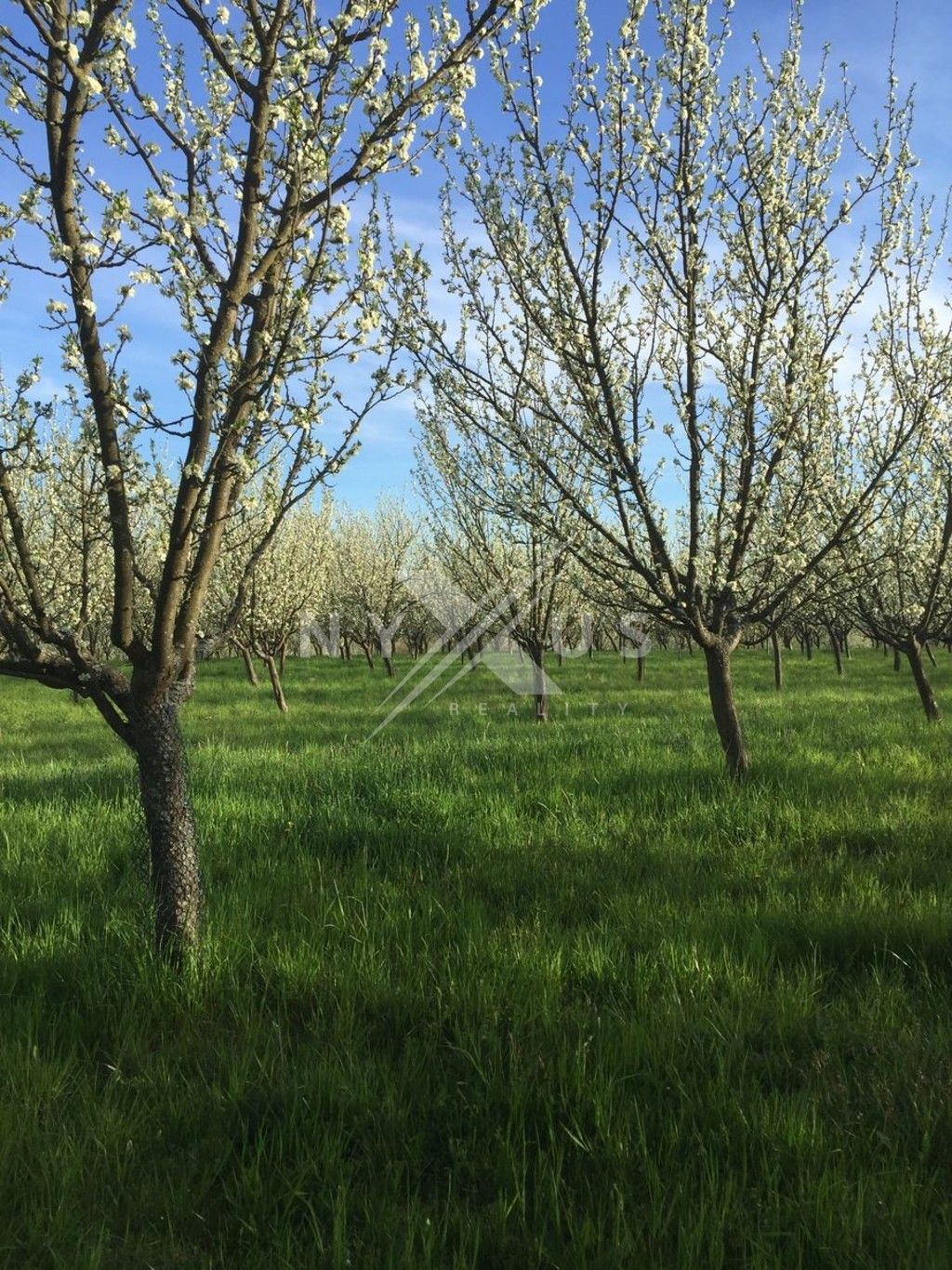 Prodej nemovitosti 123793 m² - foto 8