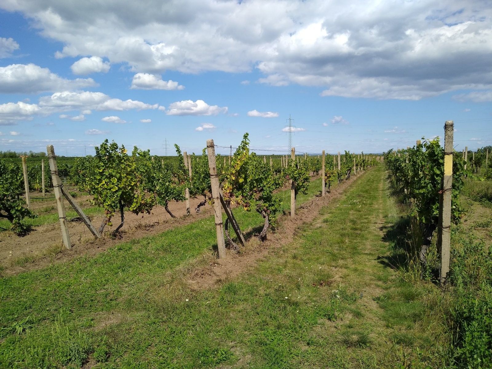 Prodej nemovitosti 5491 m² - foto 1