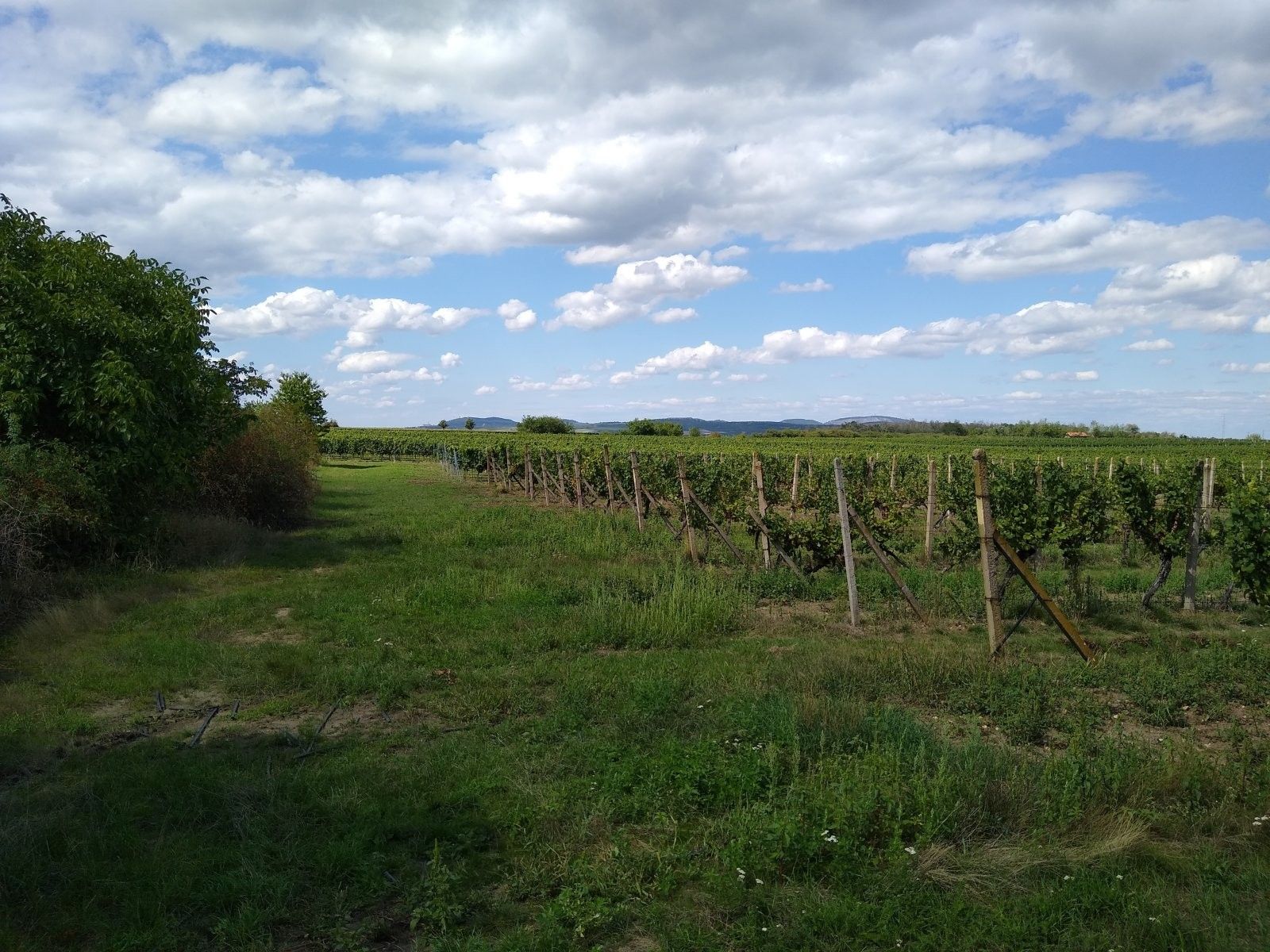 Prodej nemovitosti 5491 m² - foto 4