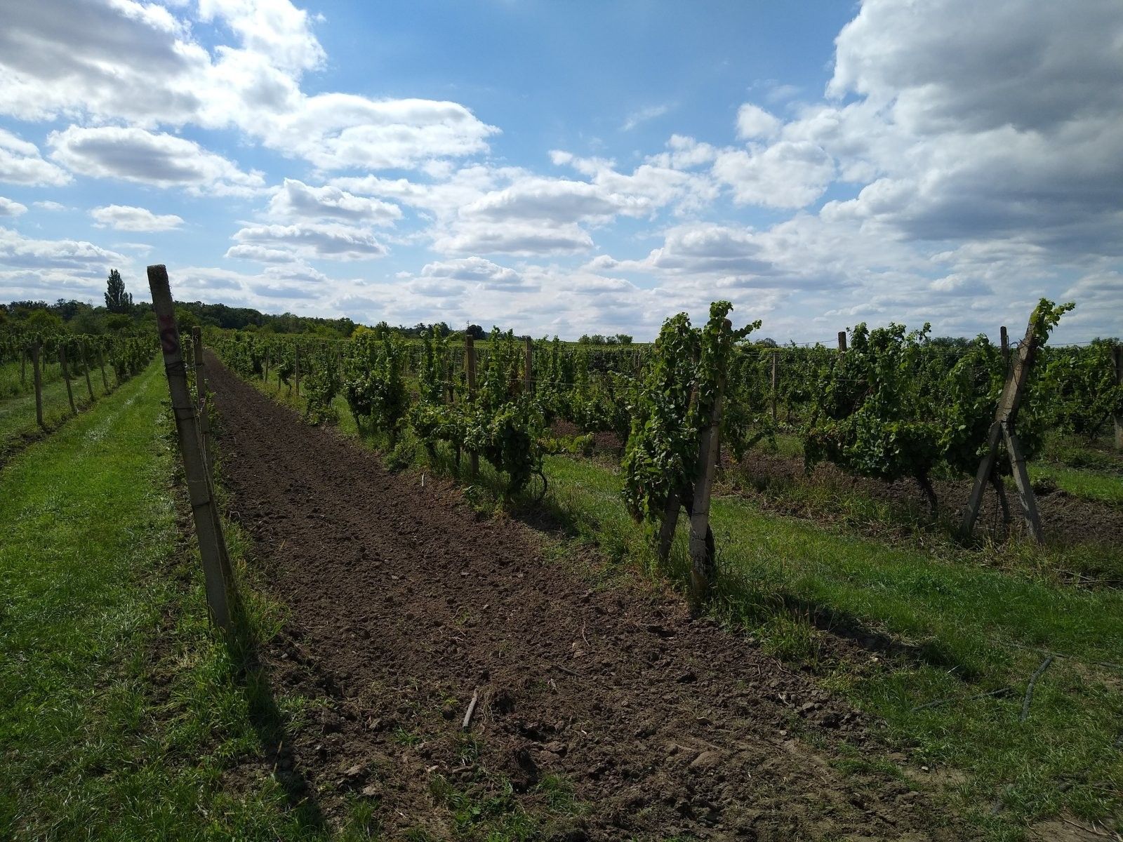 Prodej nemovitosti 5491 m² - foto 10