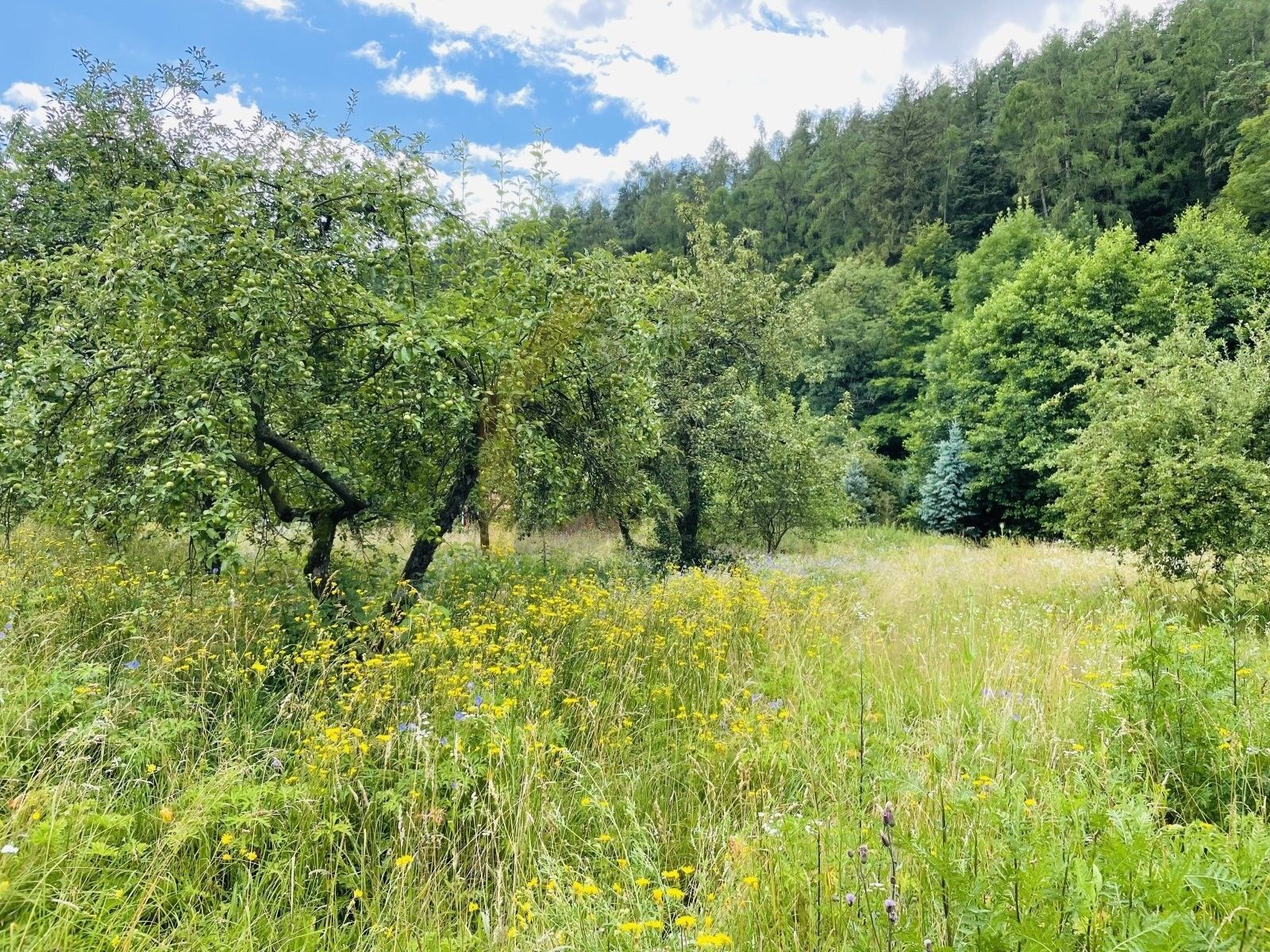 Prodej pozemku 4532 m² - foto 10