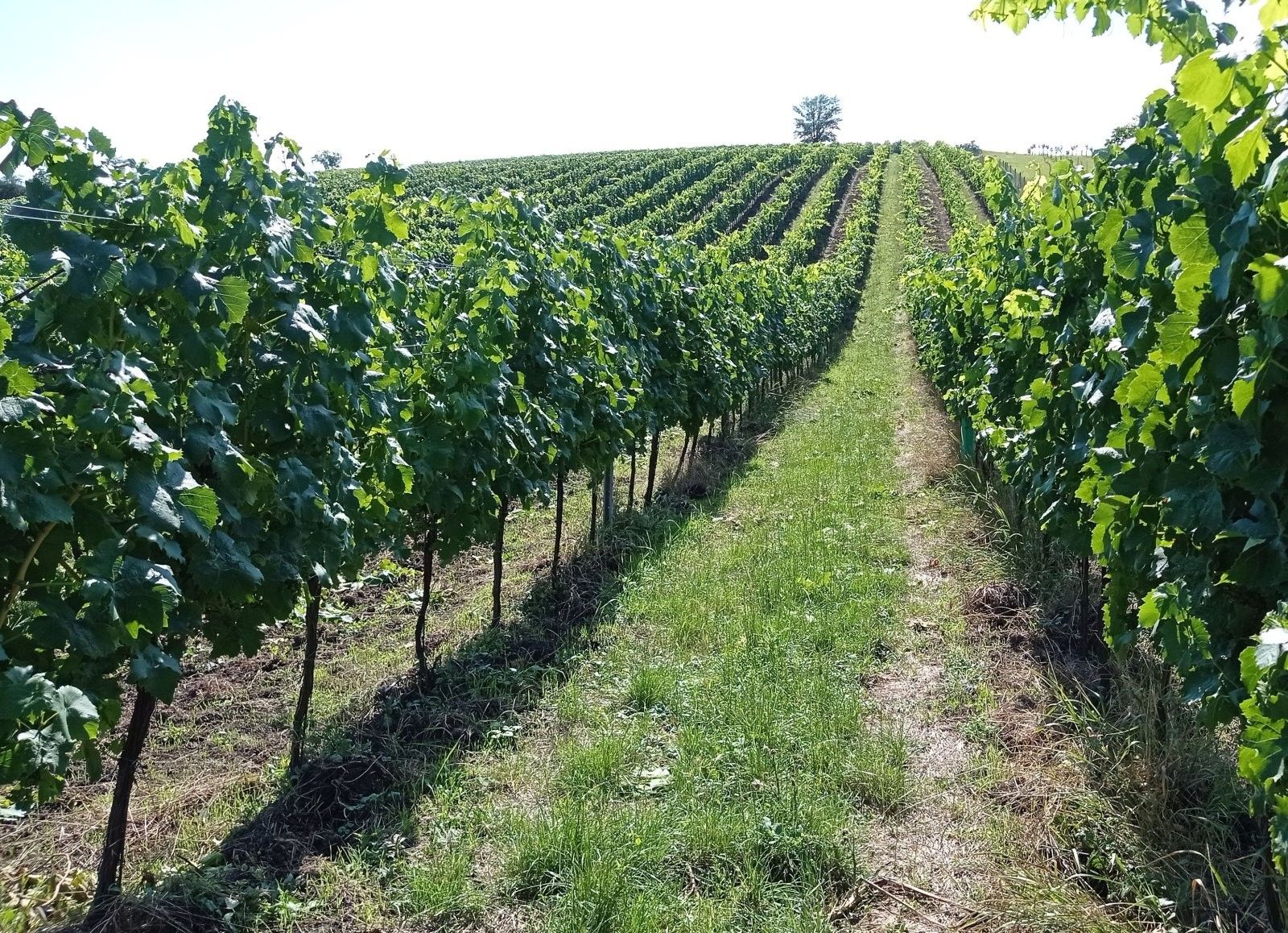 Prodej nemovitosti 90769 m² - foto 3
