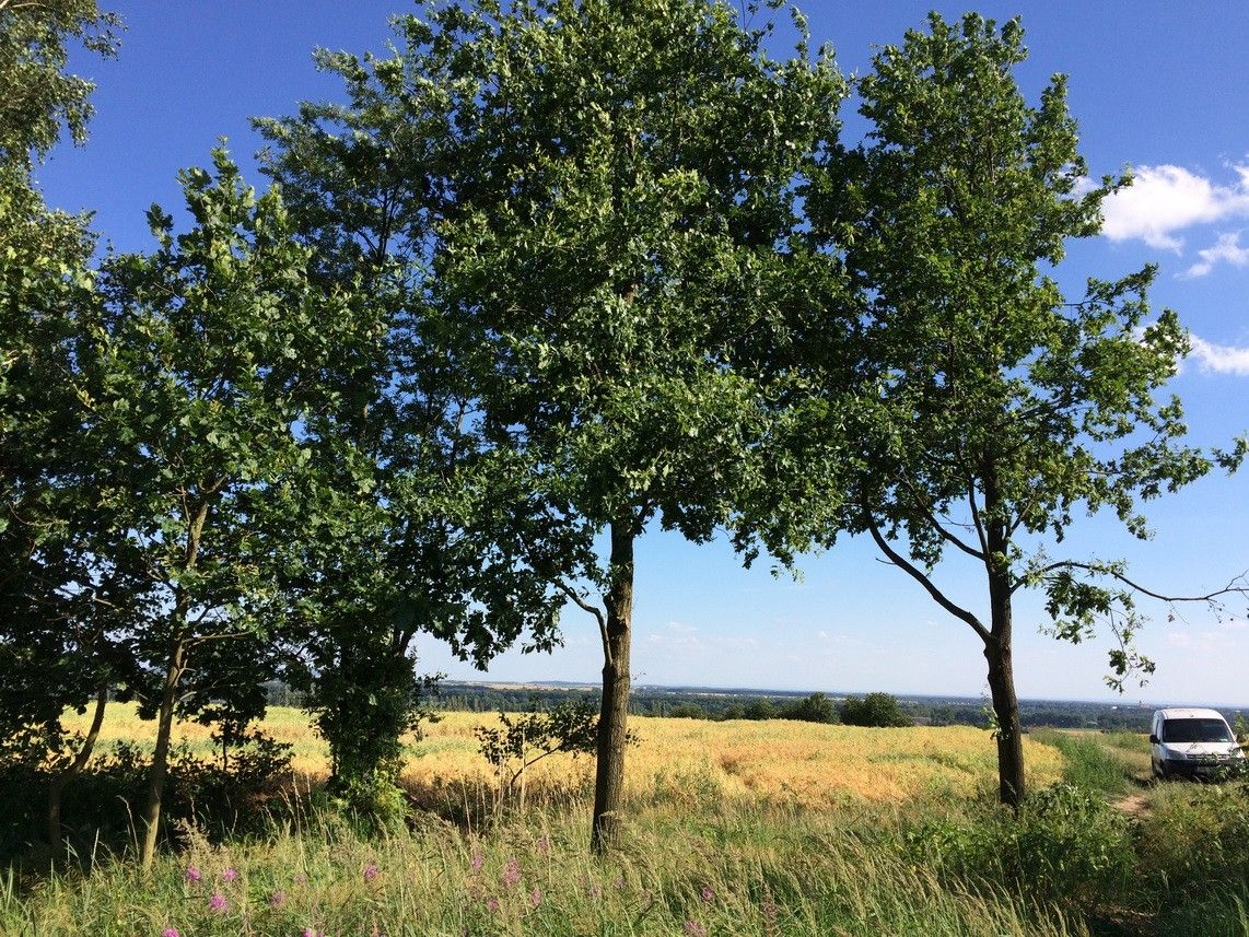 Pronájem pozemku 4200 m² - foto 1