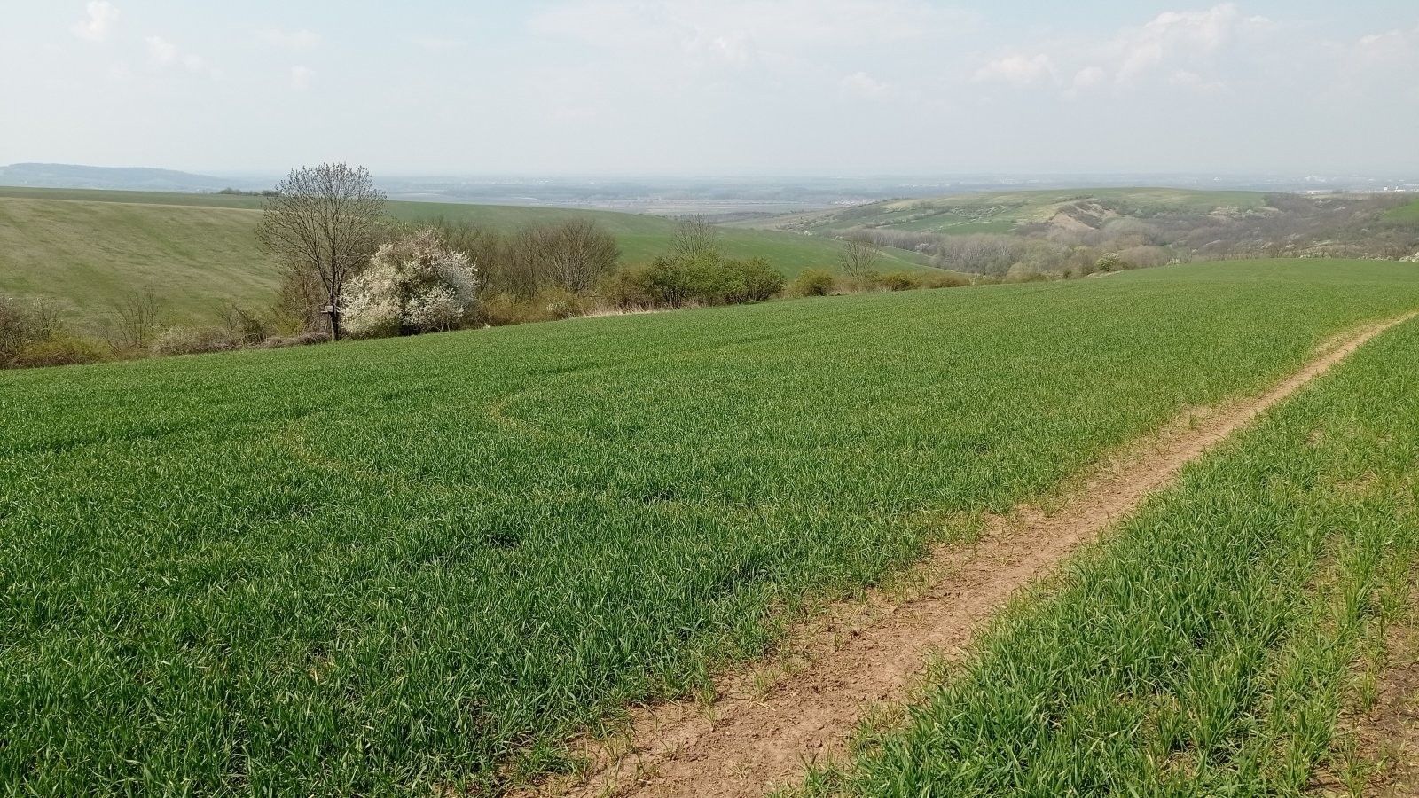 Prodej nemovitosti 6023 m² - foto 7